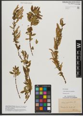 Foto von Salix triandra subsp. amygdalina (L.) Schübl. & G. Martens